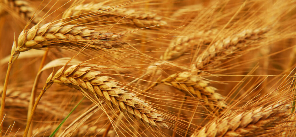 Украина подвинула Штаты в рейтинге урожайности пшеницы